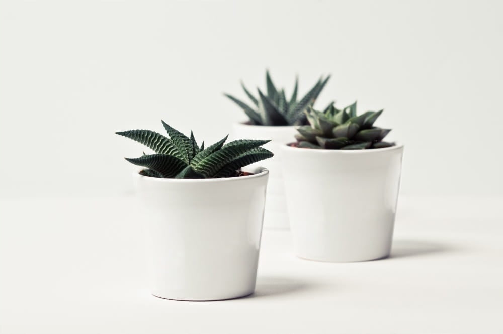 Baltas keraminis dekoratyvinis vazonas 17 cm – nuotrauka 3