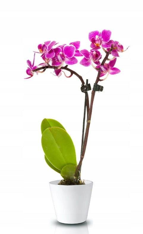 Baltas keraminis dekoratyvinis vazonas 17 cm – nuotrauka 5